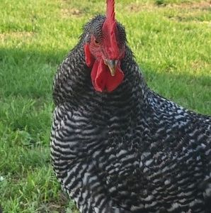 Meet your Posher, Heather